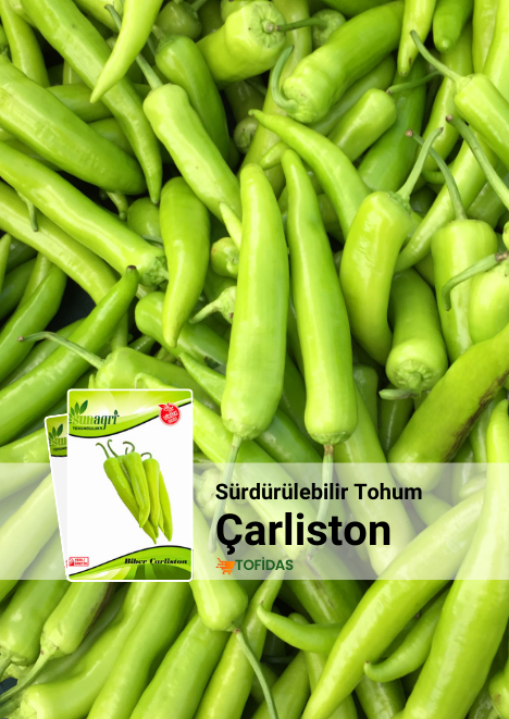 Yalova Çarliston Biber Tohumu 5 gr 