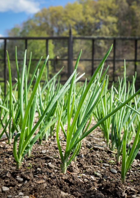 Yeşil Soğan Tohumu 2 gr