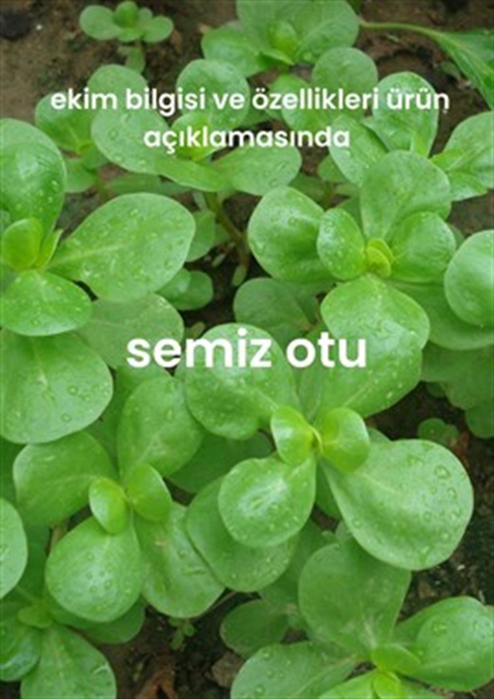 Yeşillik Tohumları 13 Çeşit