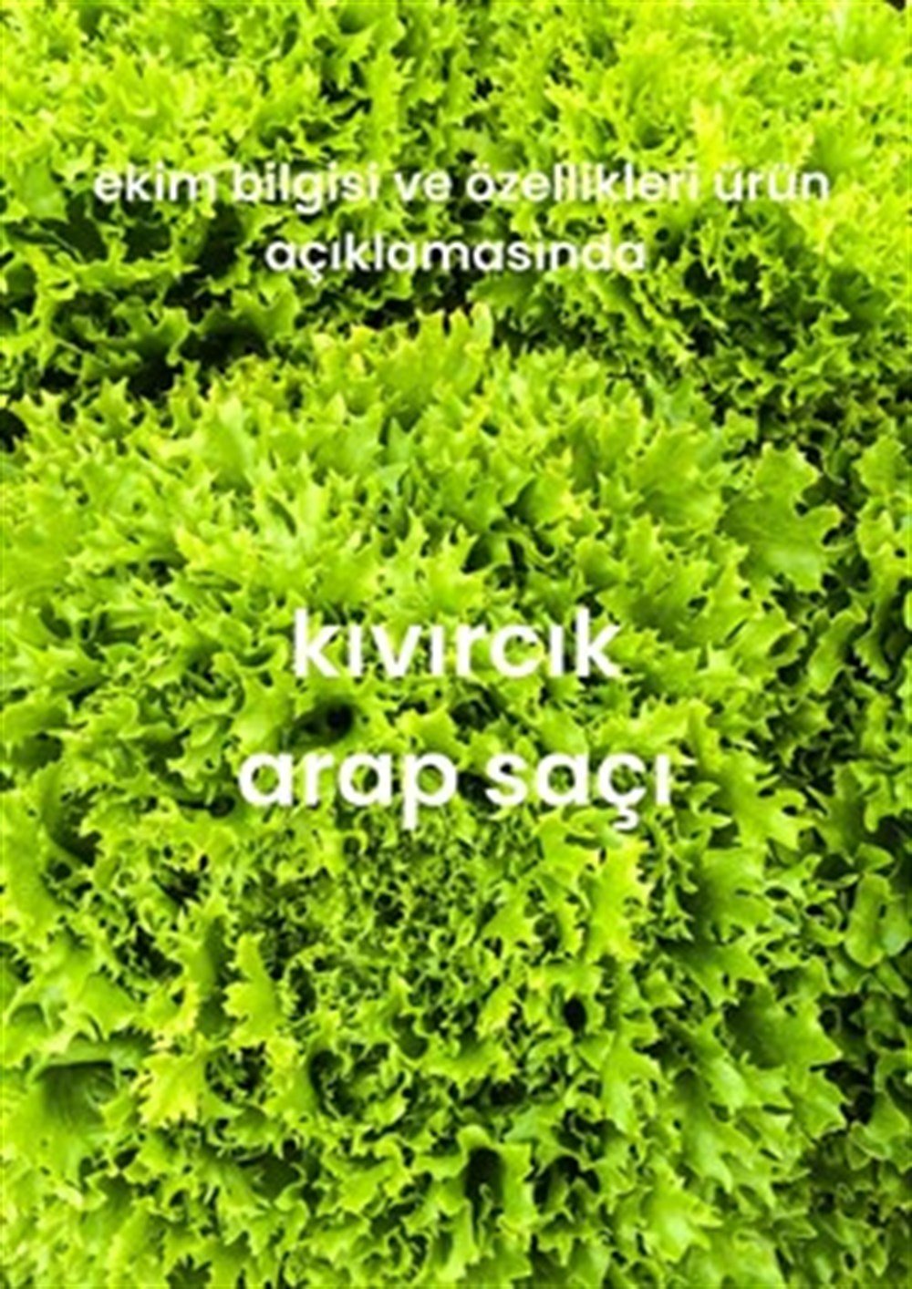Yeşillik Tohumları 13 Çeşit