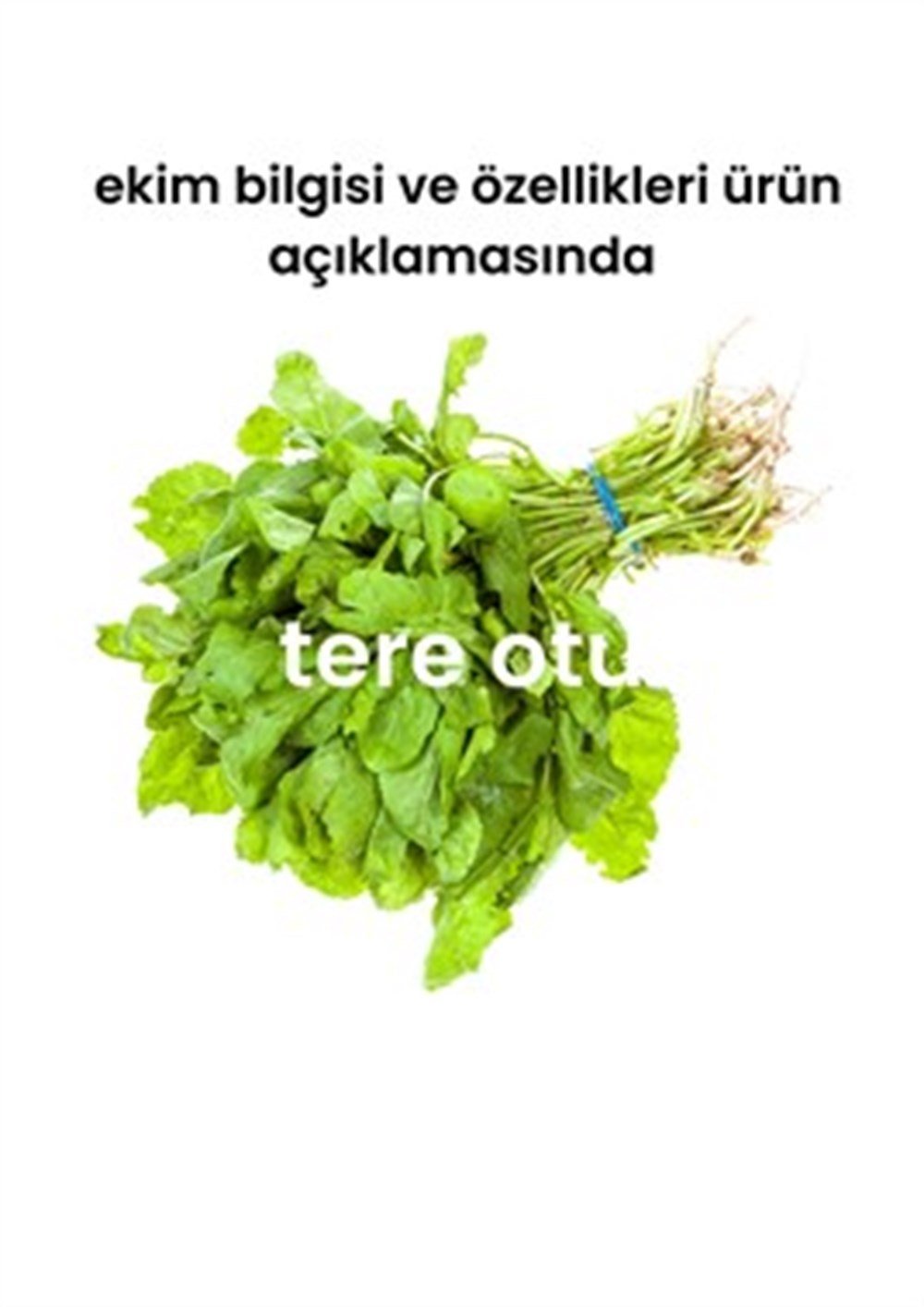 Yeşillik Tohumları 13 Çeşit