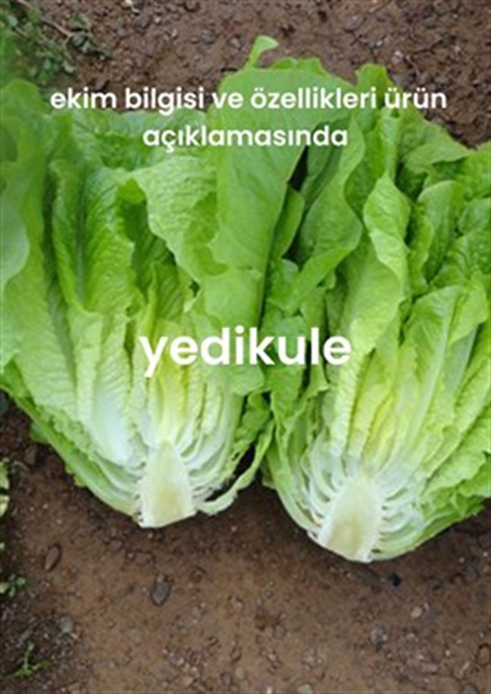Yeşillik Tohumları 13 Çeşit