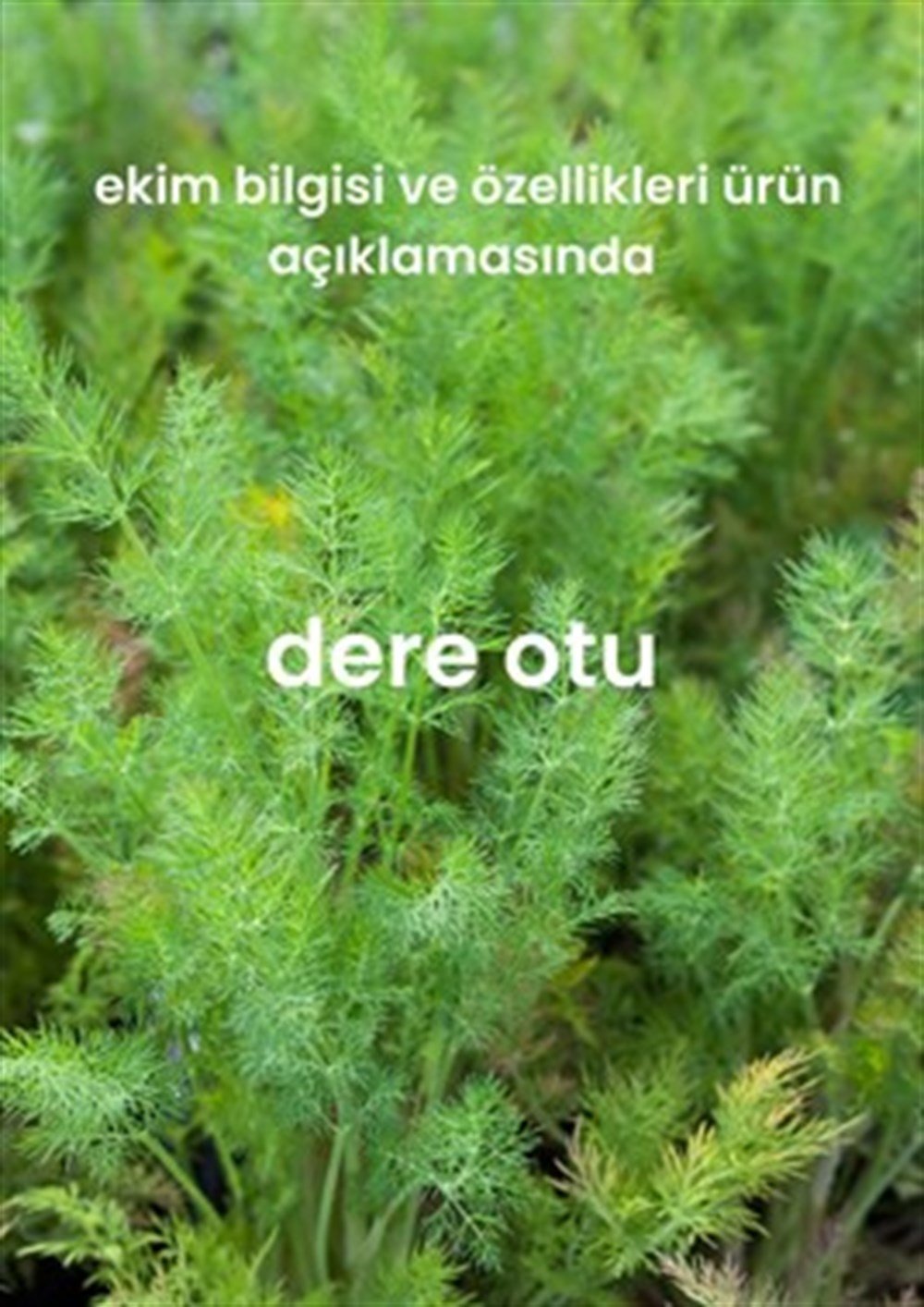 Yeşillik Tohumları 13 Çeşit