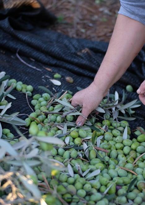 Zeytin Toplama Filesi %55lik