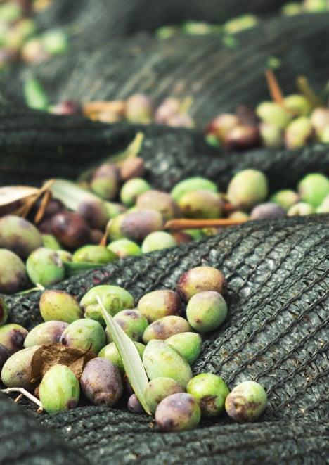 Zeytin toplama Filesi %75lik