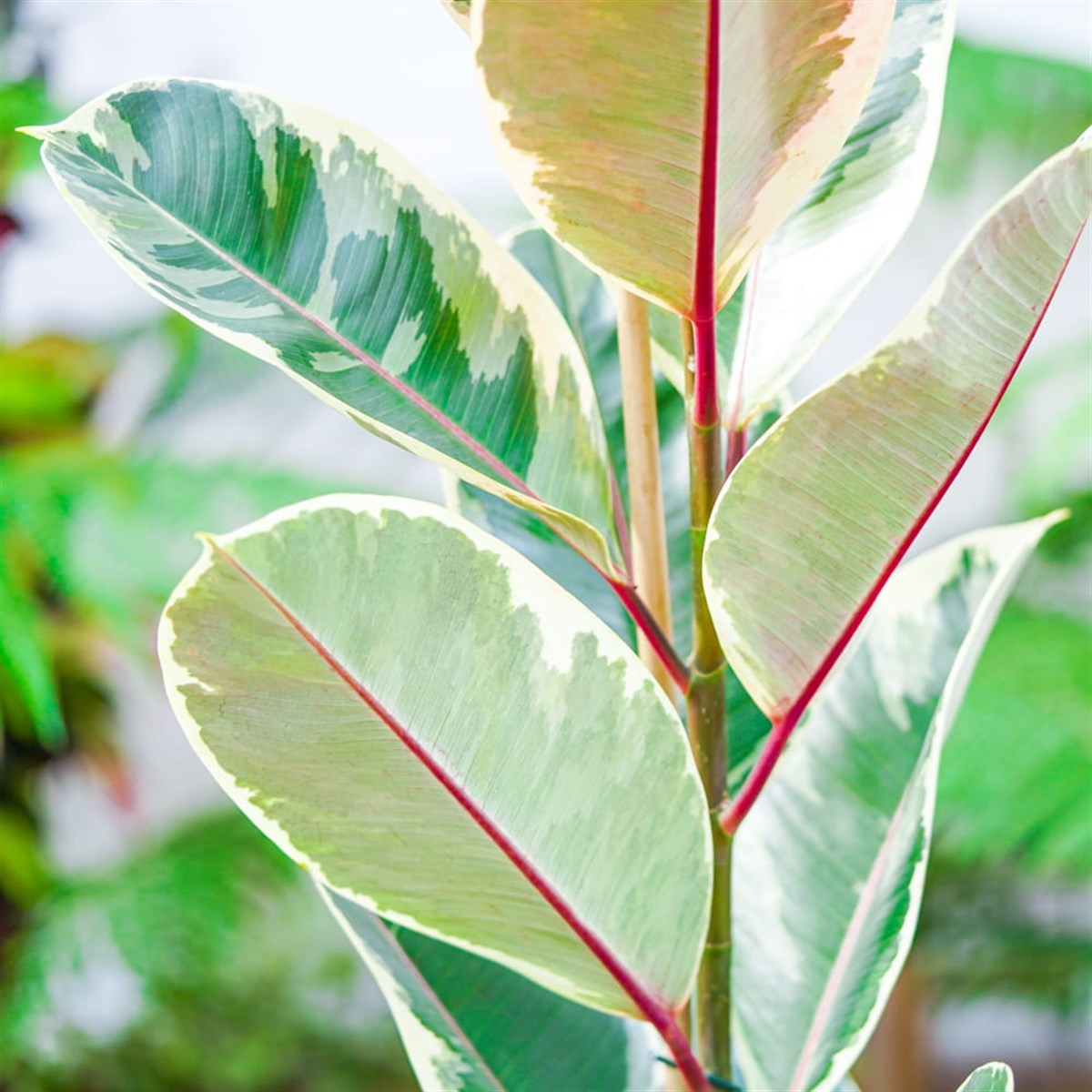 Alacalı Kauçuk Tineke - Tek Dal (60-80 Cm)