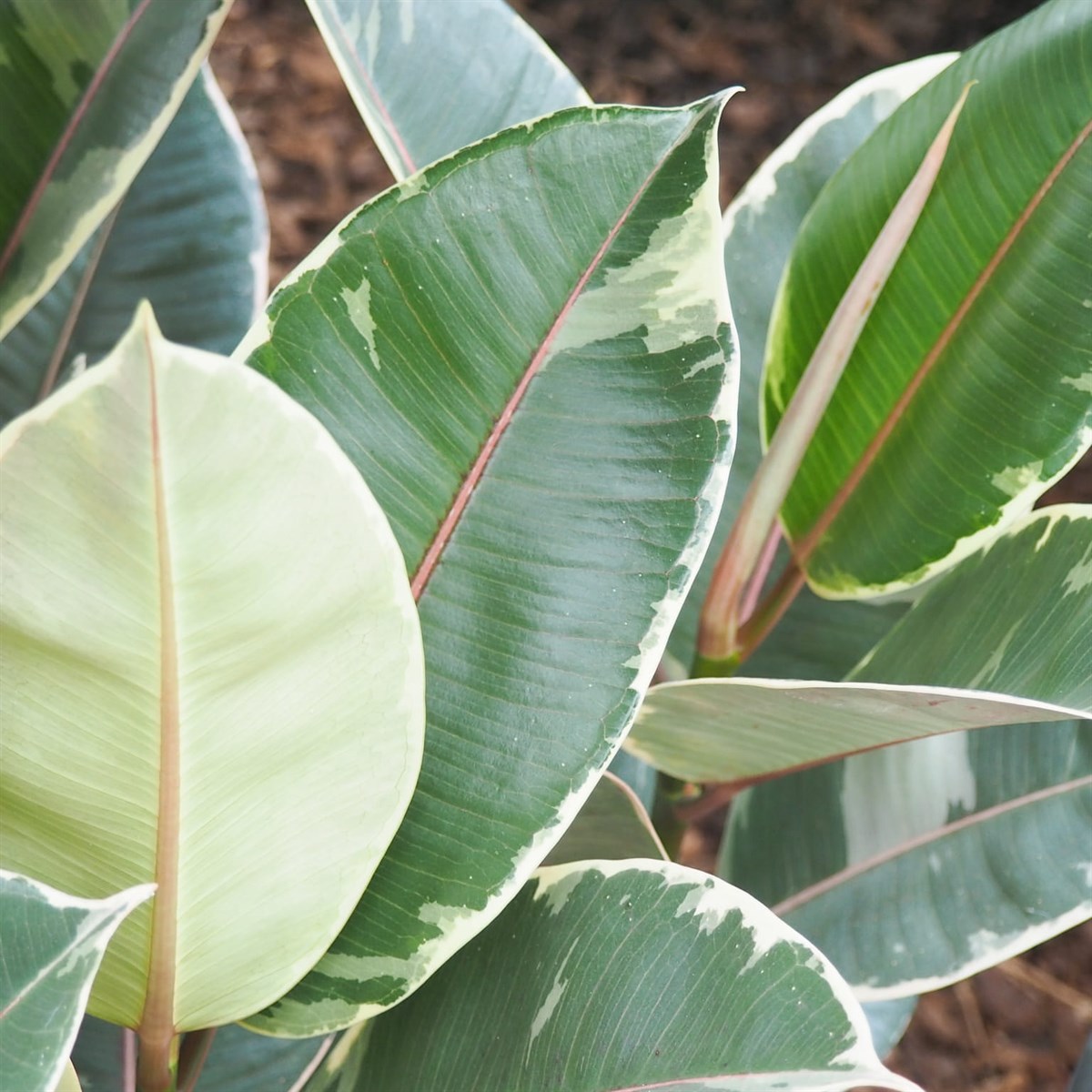 Alacalı Kauçuk Tineke - Tek Dal (60-80 Cm)