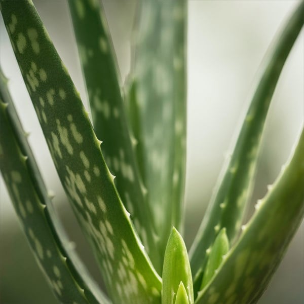 Aloe Vera (20-40 Cm)