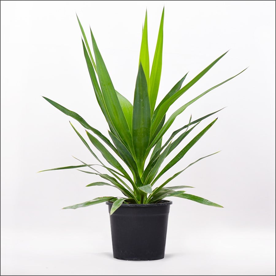 Bahçe Yukası (60-80 Cm)