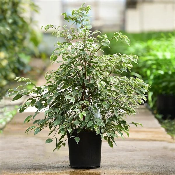 Benjamin Starlight (80-100 Cm)