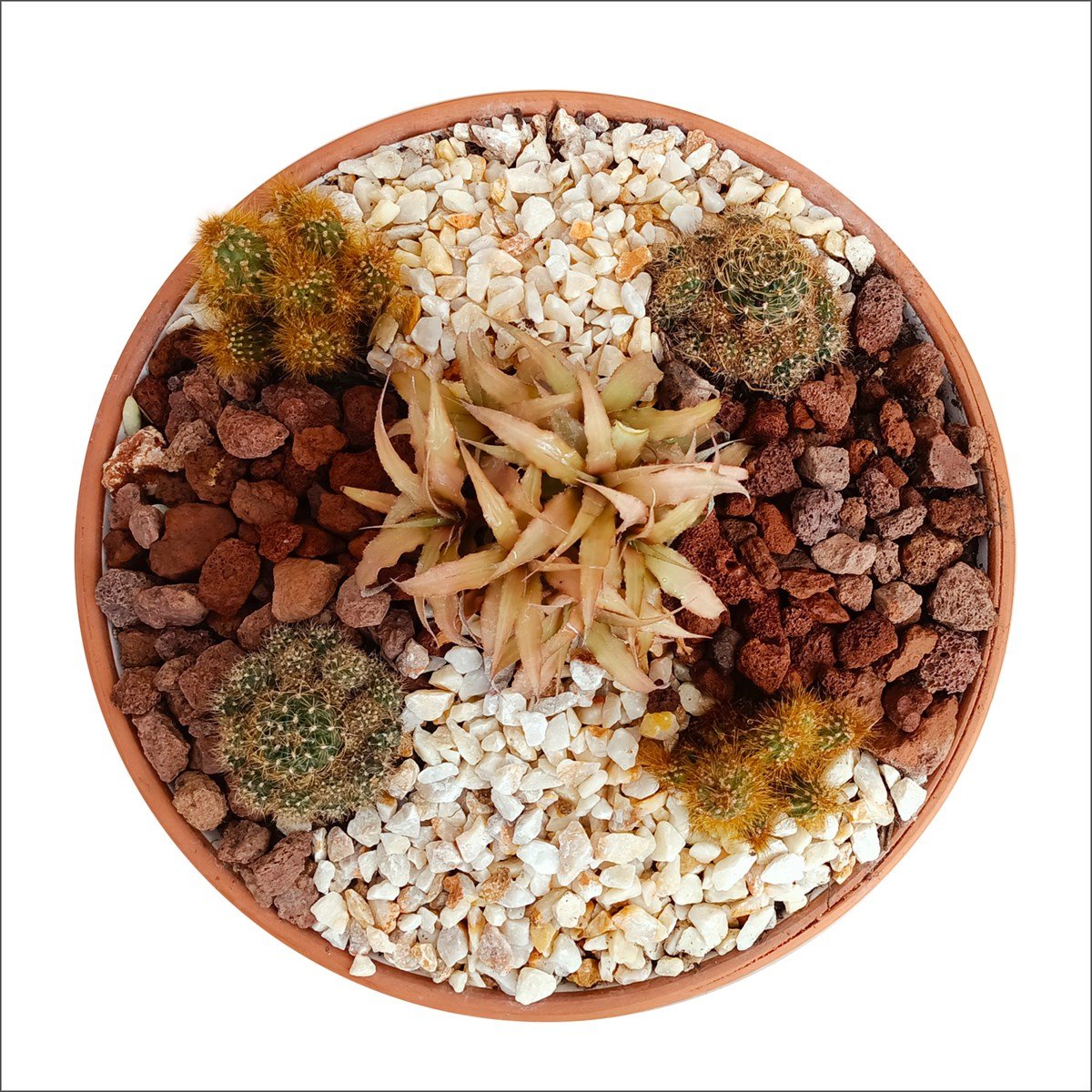 Beton Saksılı Kaktüs Set-6