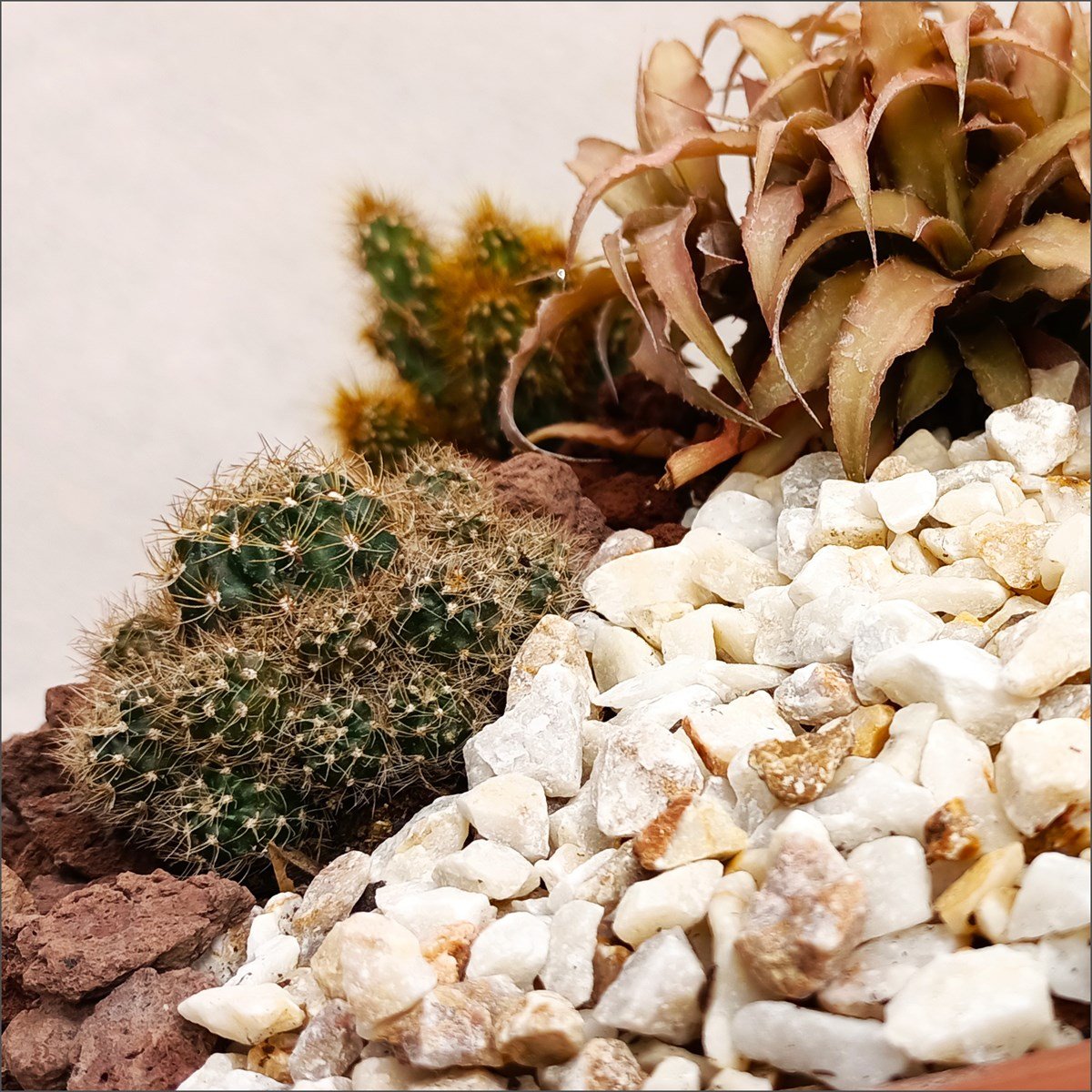 Beton Saksılı Kaktüs Set-6