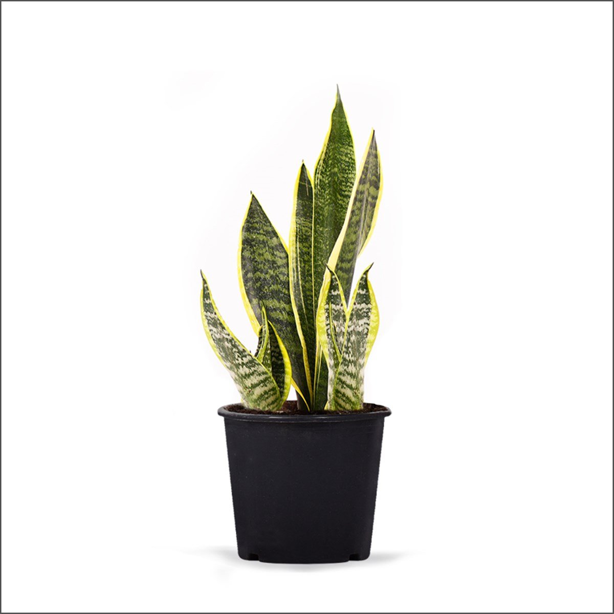 Bodur Paşa Kılıcı (20-40 Cm)