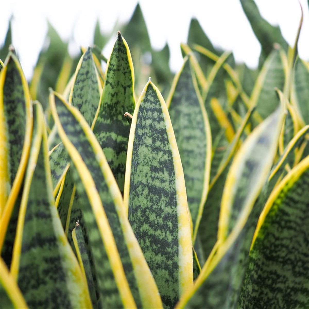 Favori Set - Areka Palmiyesi - Spathiphyllum - Paşa Kılıcı