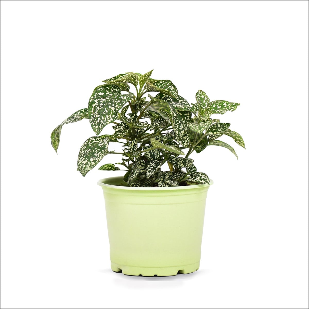 Hostes Çiçeği (20-40 Cm)