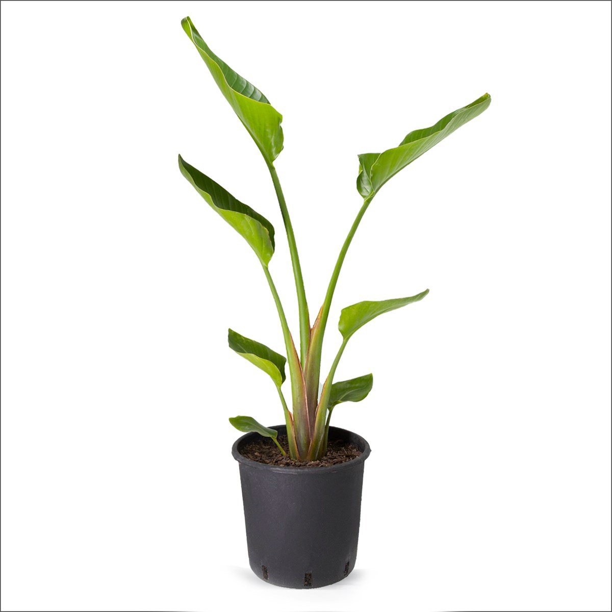 MEGA SET - Starliçe - Deve Tabanı - Yucca