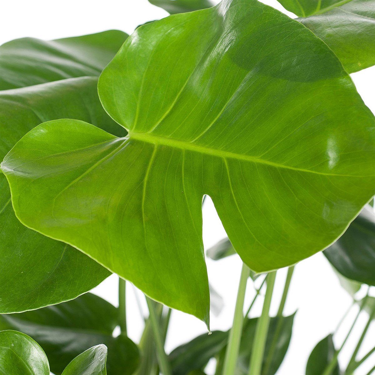 MEGA SET - Starliçe - Deve Tabanı - Yucca