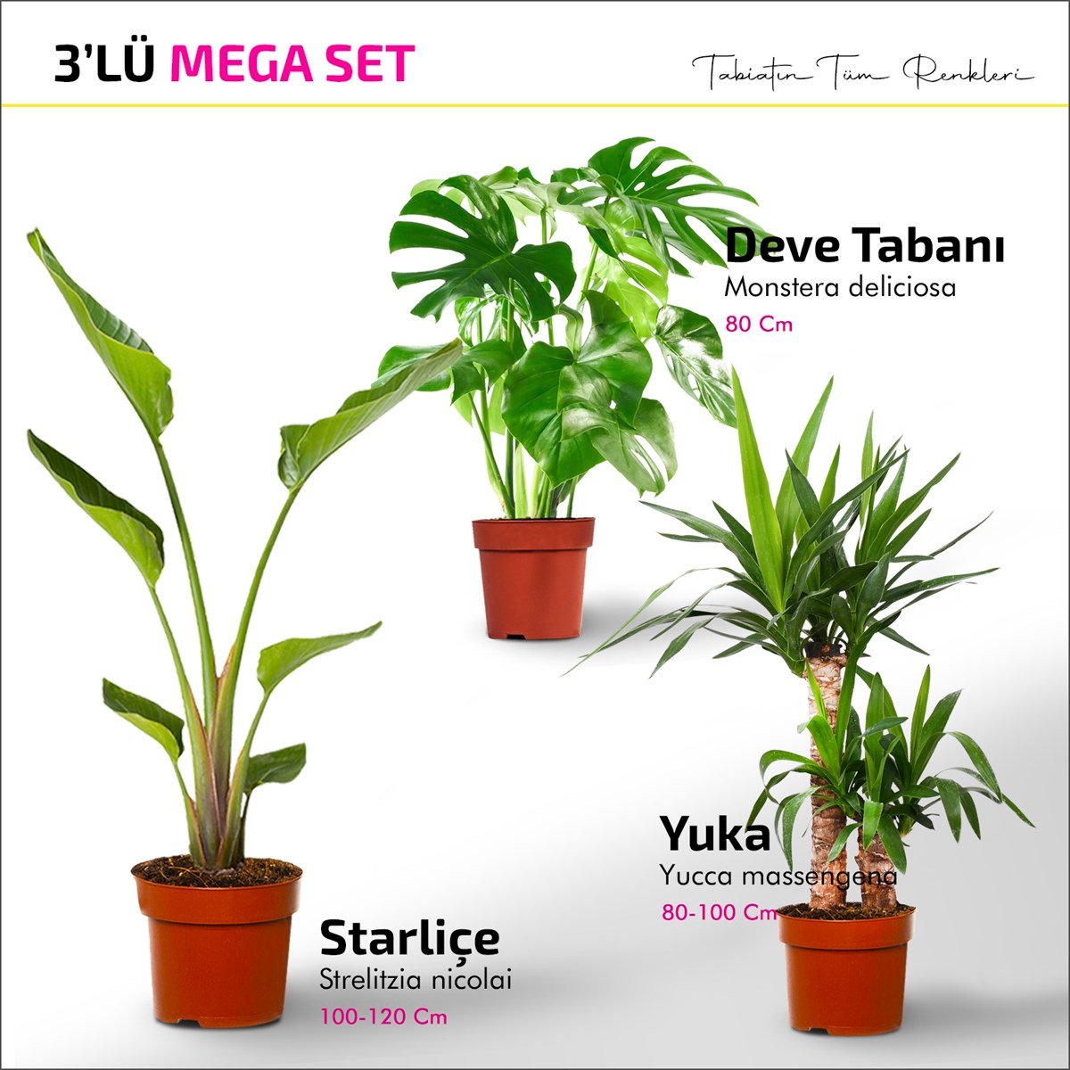 MEGA SET - Starliçe - Deve Tabanı - Yucca