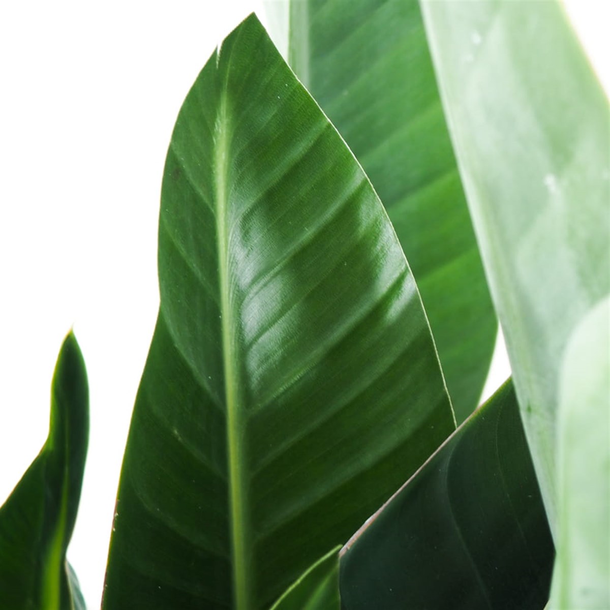 MEGA SET - Starliçe - Deve Tabanı - Yucca