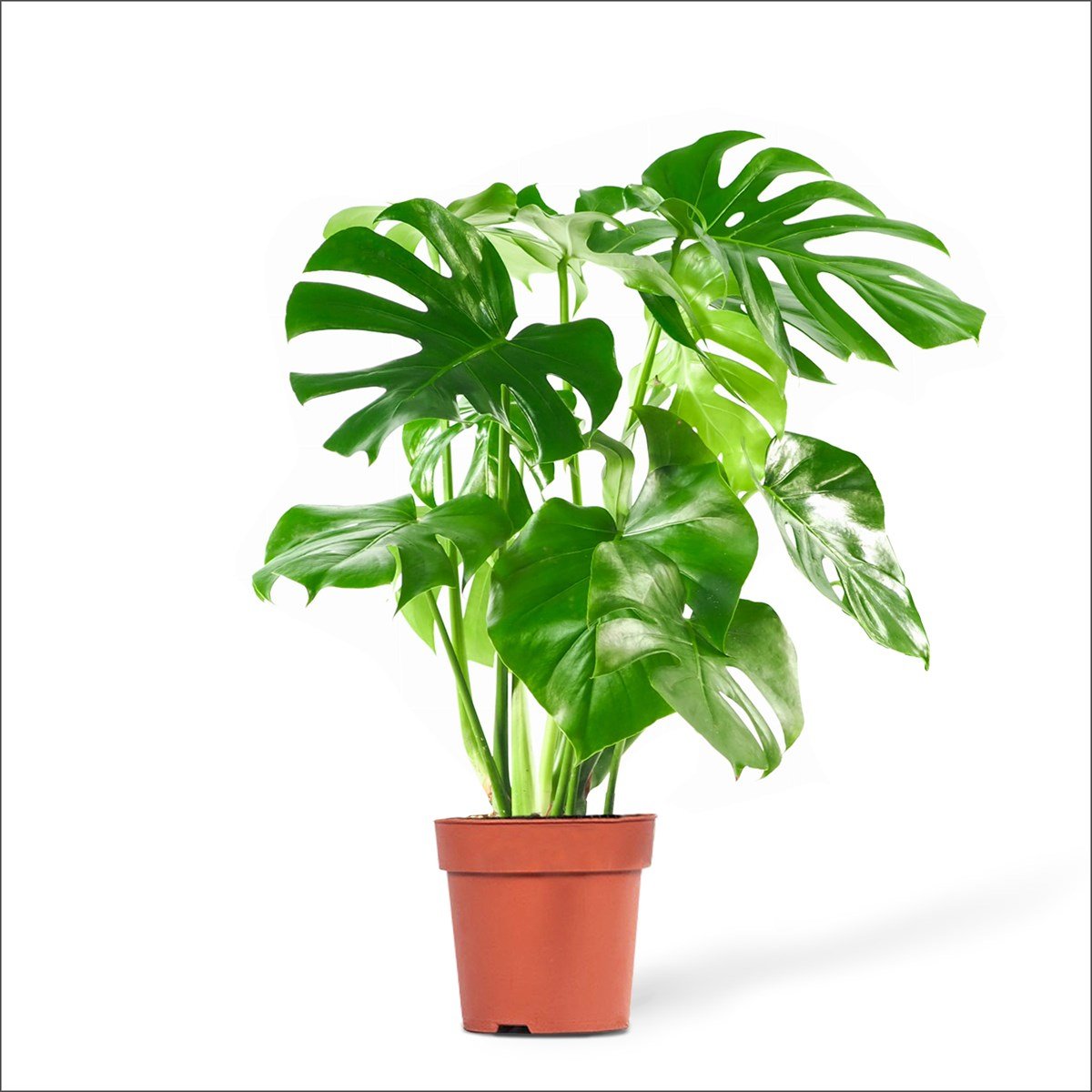 MEGA SET - Starliçe - Deve Tabanı - Yucca