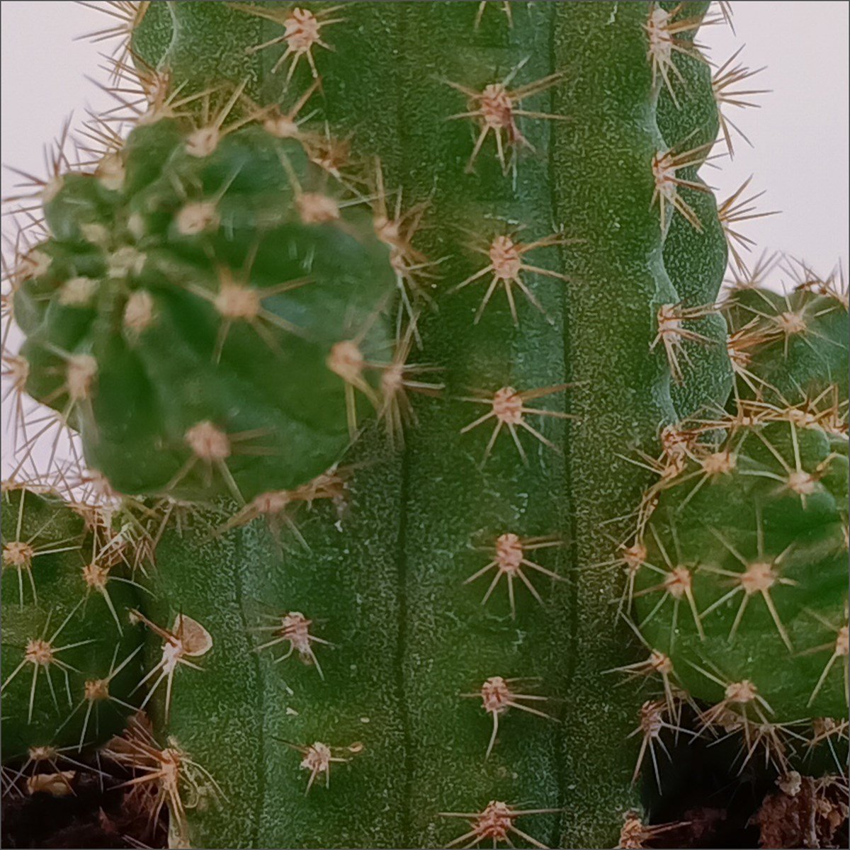 Mini Kaktüs - Chamaecereus Silvestrii (5.5 Cm)