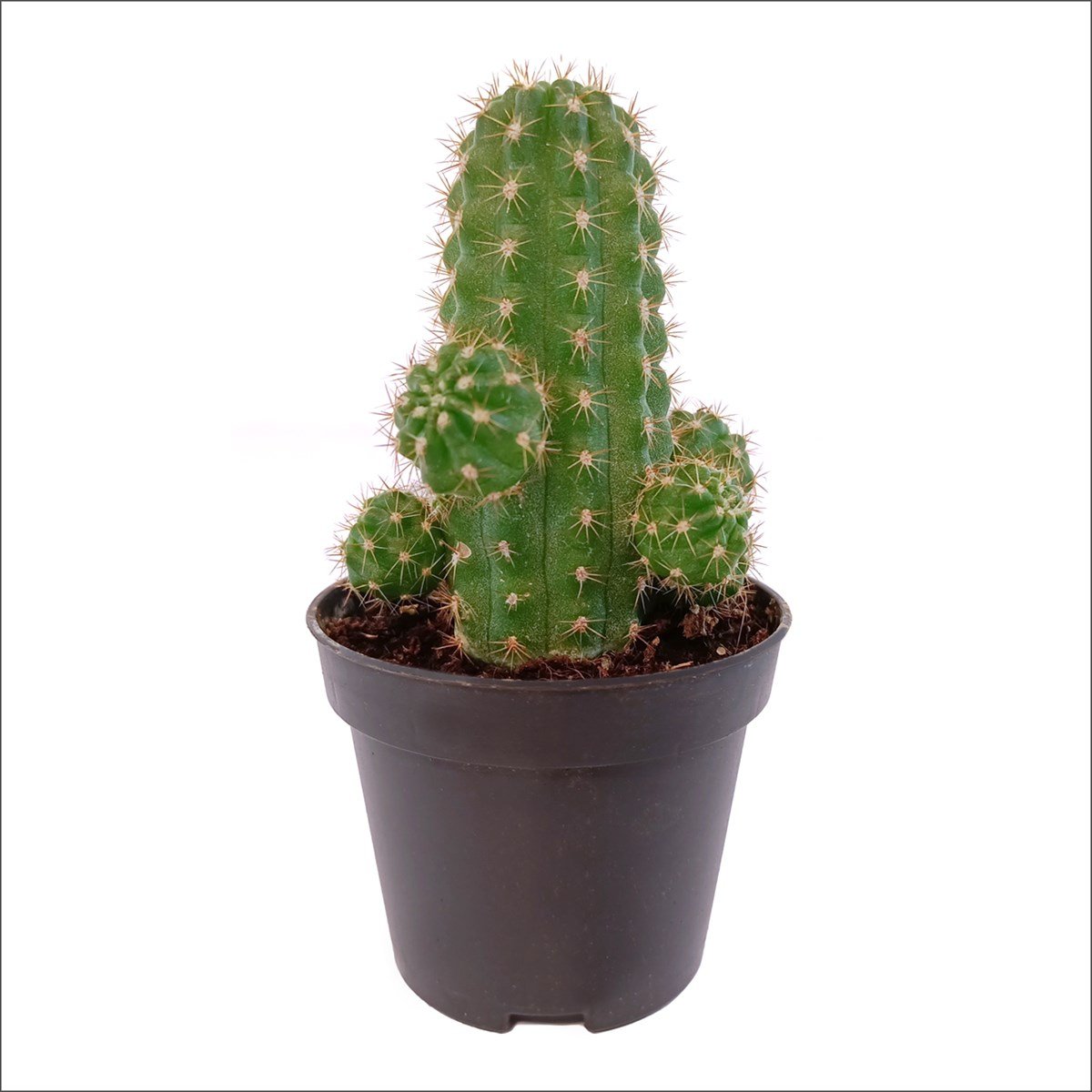 Mini Kaktüs - Chamaecereus Silvestrii (5.5 Cm)