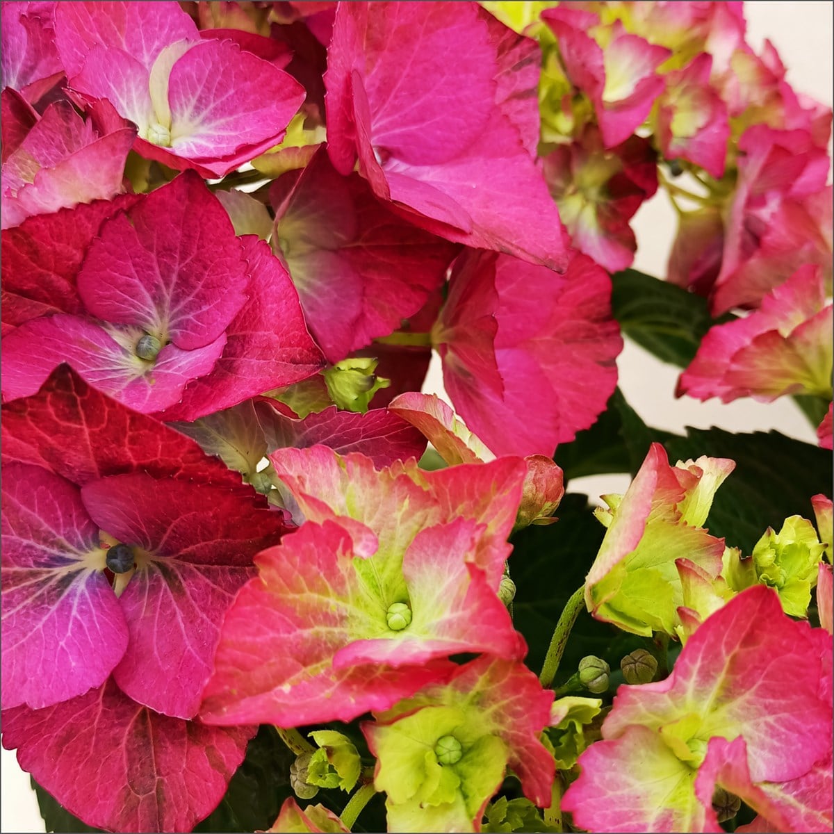 Ortanca -  Hydrangea macrophylla (4 Litre Büyük Boy)