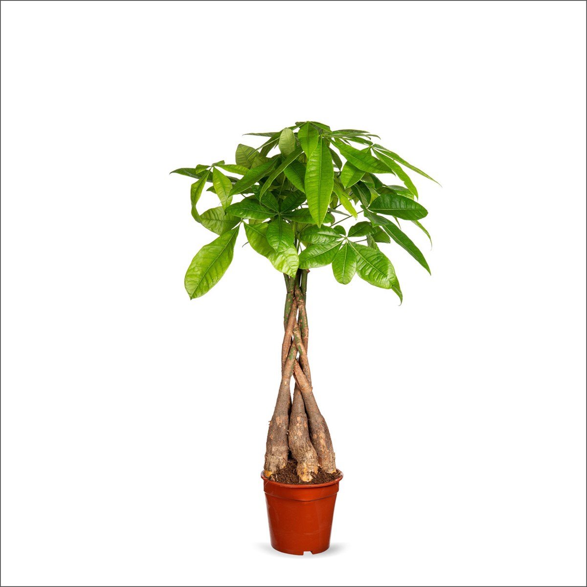 Pachira aquatica - Para Ağacı Bitkisi (50-60 Cm)