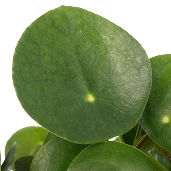 Para Çiçeği (Macrome)