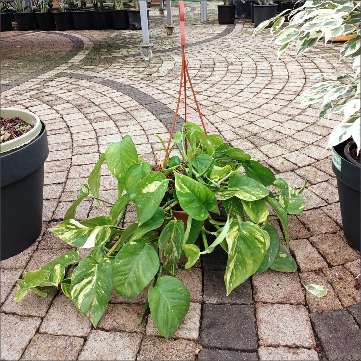 Pothos - Sarmaşık formlu