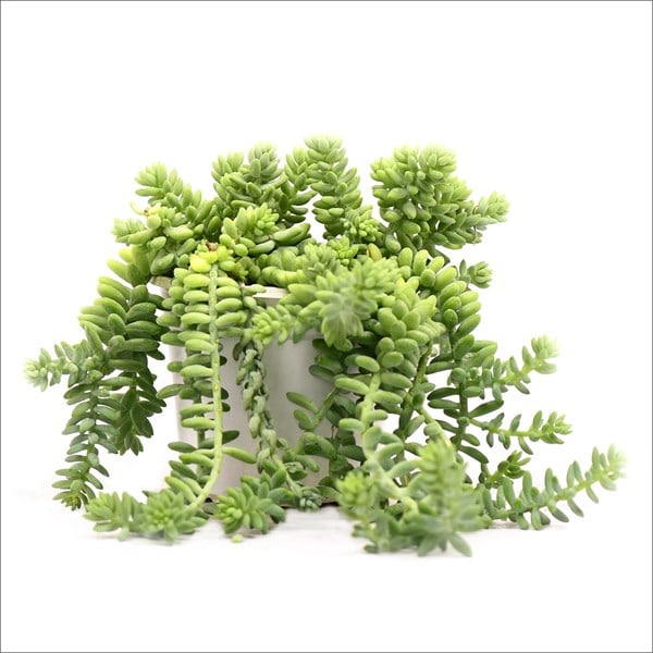 Sedum Burrito (20-25 Cm)