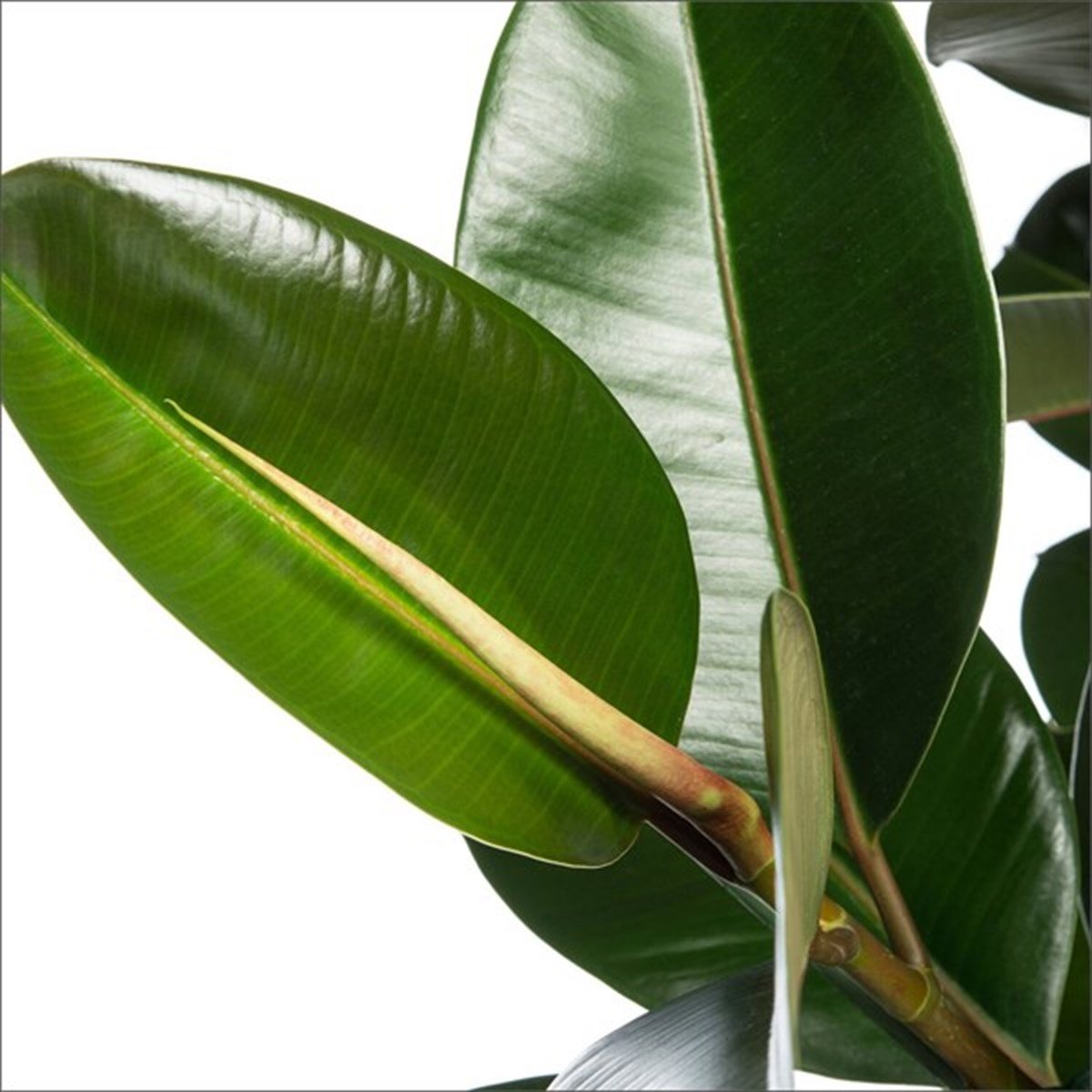 Siyah Kauçuk (80 - 100 Cm)