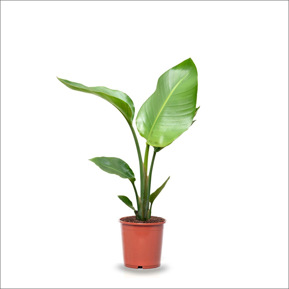 Starliçe Nicolai Cennet Kuşu (40-60 Cm)