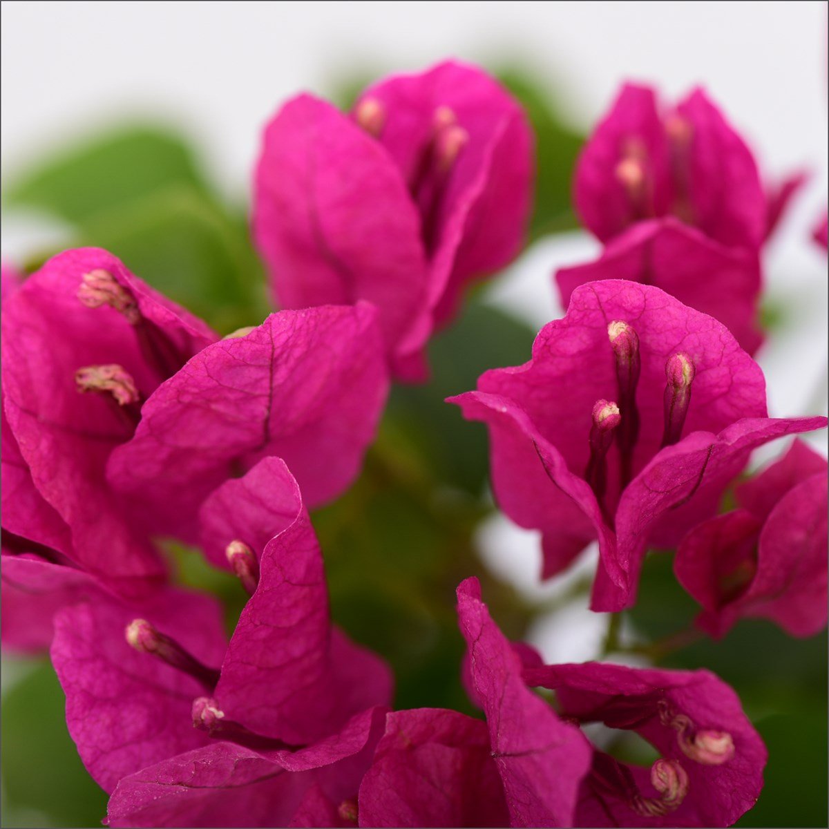 Tijli Begonvil - Bougainvillea (50-70 Cm)