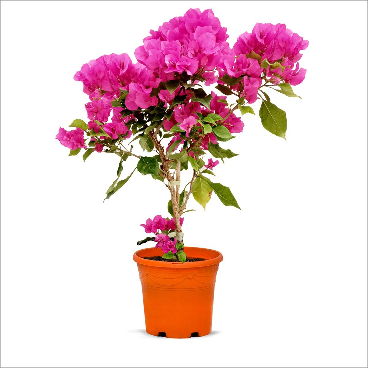 Tijli Begonvil - Bougainvillea (50-70 Cm)