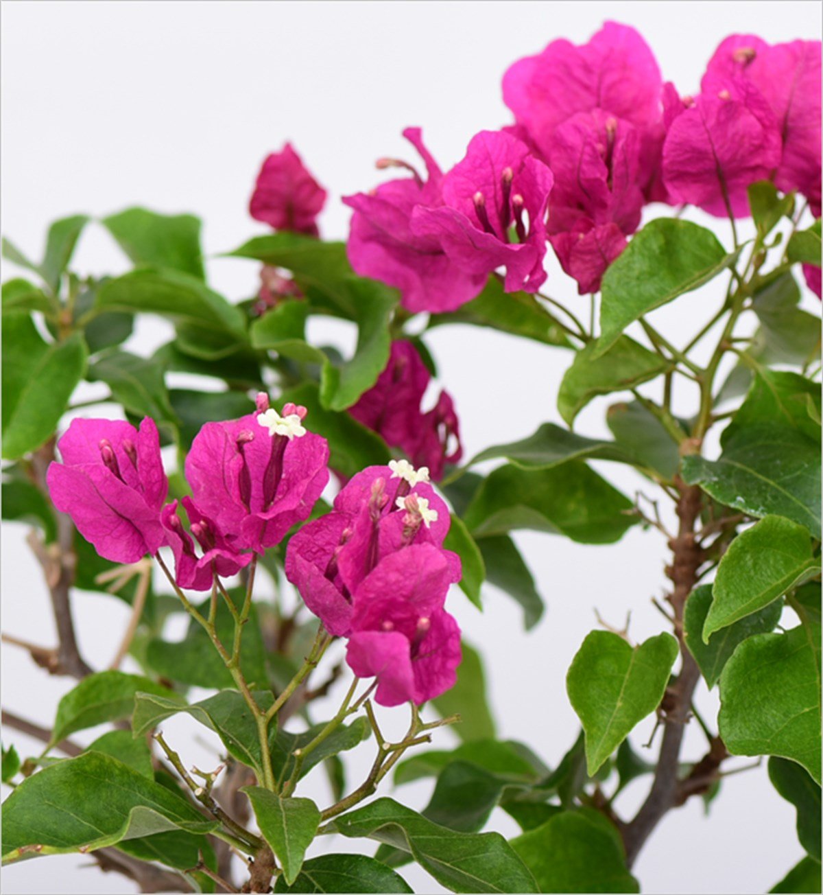 Tijli Begonvil - Bougainvillea (50-70 Cm)