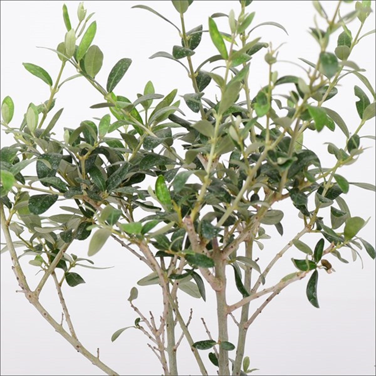 Tijli Zeytin Ağacı (60-80 Cm)