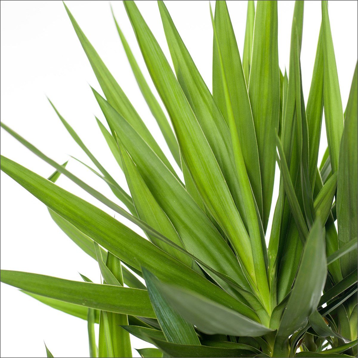Yucca 3'lü (80-110 Cm)