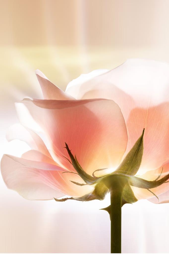 Dior Prestige La Micro-Lotion De Rose 150 ml Yüz Nemlendirici Losyon