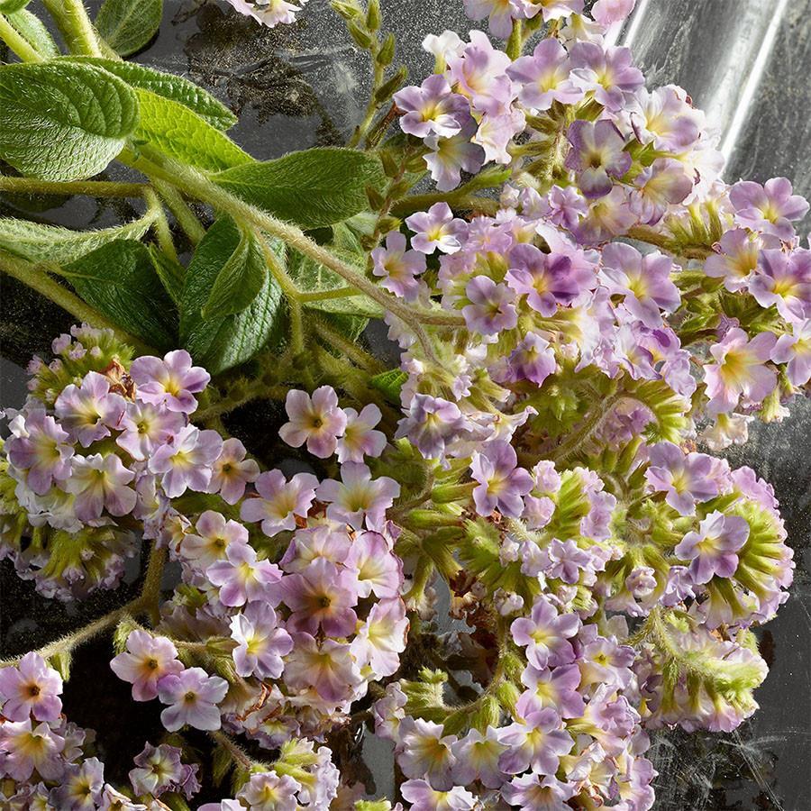 Dolce&Gabbana Q By Gabbana EDP Intense 50 ml Kadın Parfüm