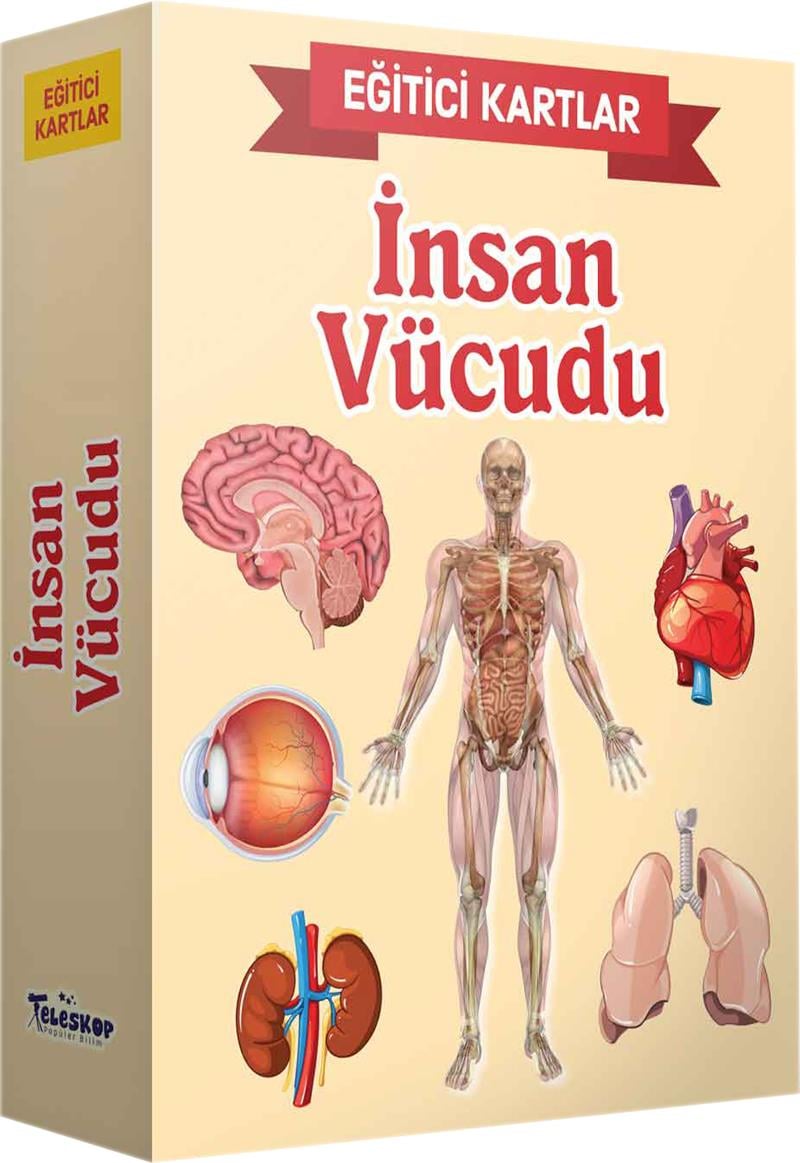 Eğitici Kartlar - İnsan Vücüdu