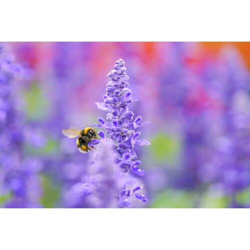 Sigma 105mm f/2.8 DG DN Macro Lens (Sony E)