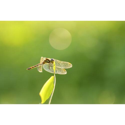 Sigma 105mm f/2.8 DG DN Macro Lens (Sony E)