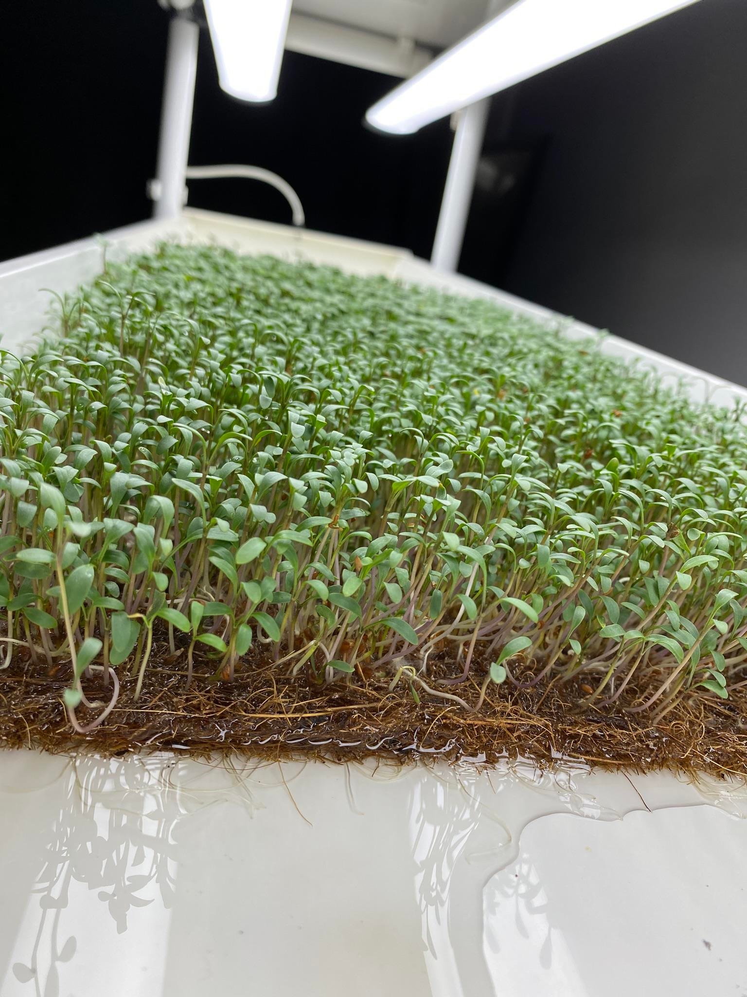 COCOMAT 50x25x1 cm