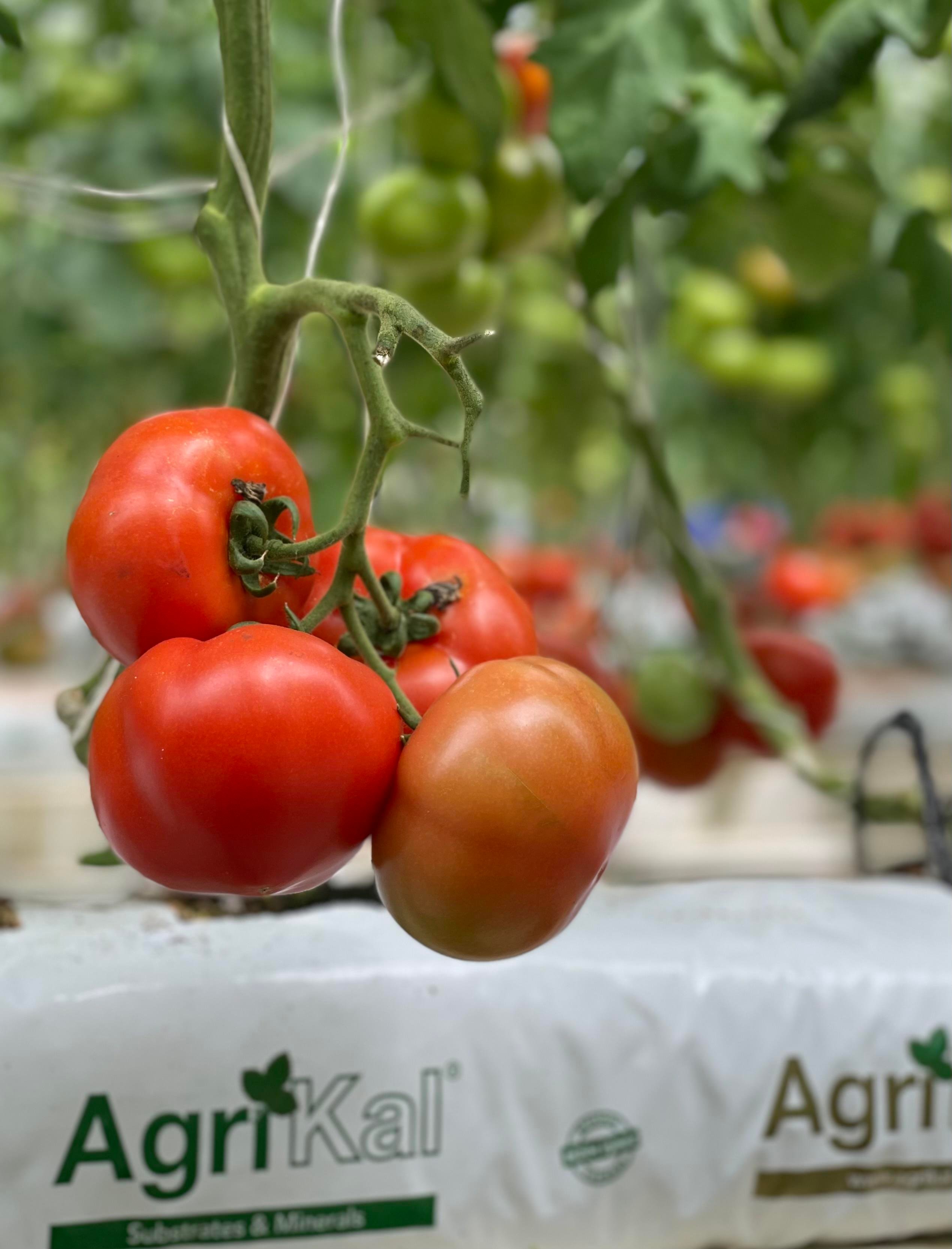 25 L Growbag Hazır Sebze Yetiştirme Torbası