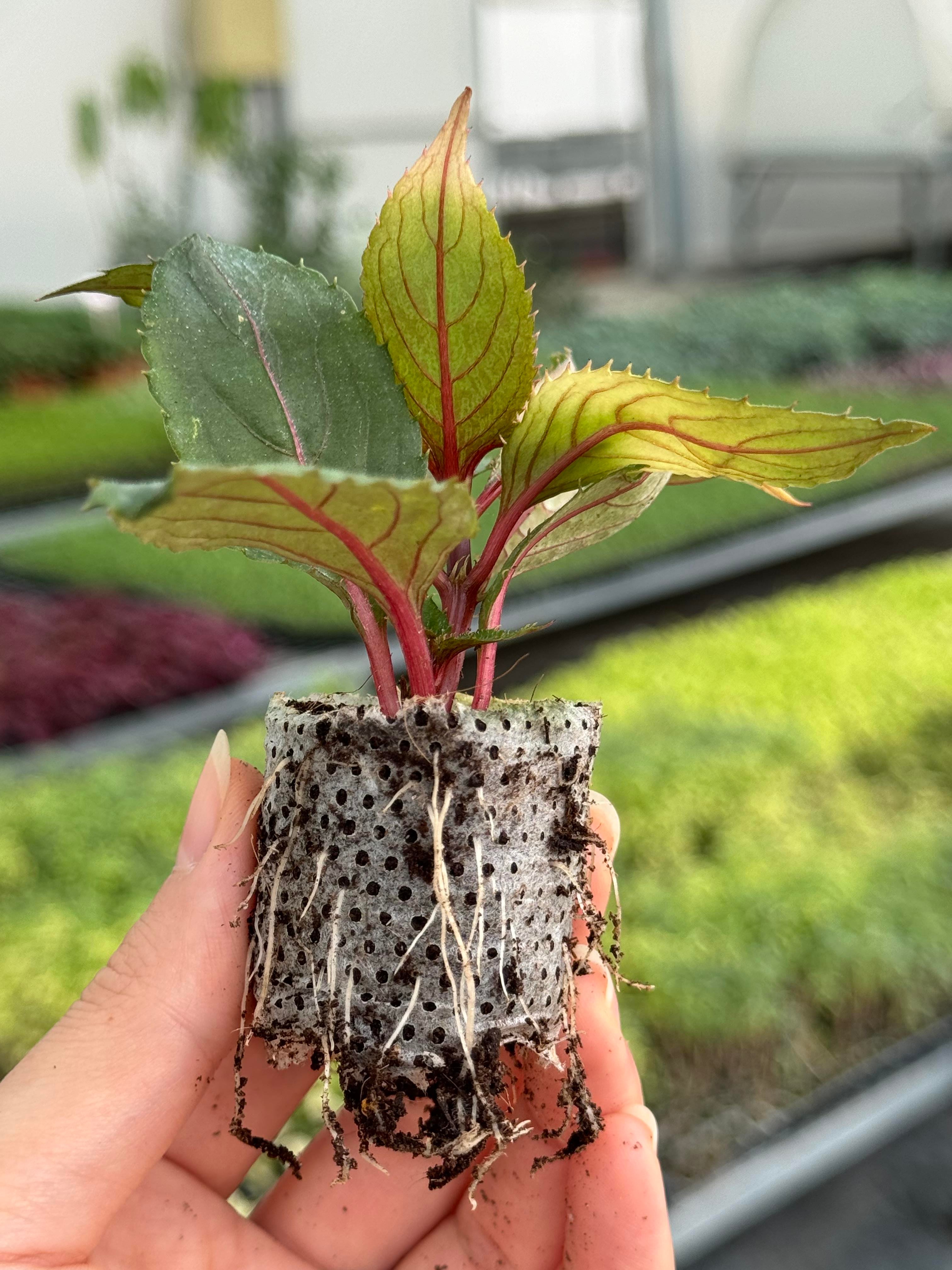 SAKSI MİX 104 GÖZLÜ 30*50 MM ÇAP AGRİPOTLU VİYOL 2 ADET(KOLİDE)