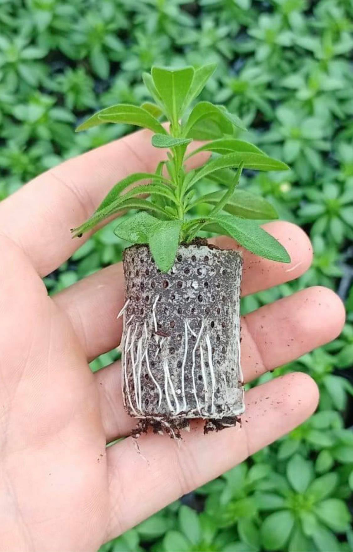 SAKSI MİX 104 GÖZLÜ 30*50 MM ÇAP AGRİPOTLU VİYOL 5 ADET(KOLİDE)