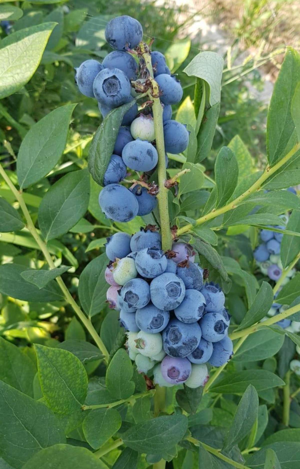 SAKSI MİX BLUEBERRY MİX 40 L