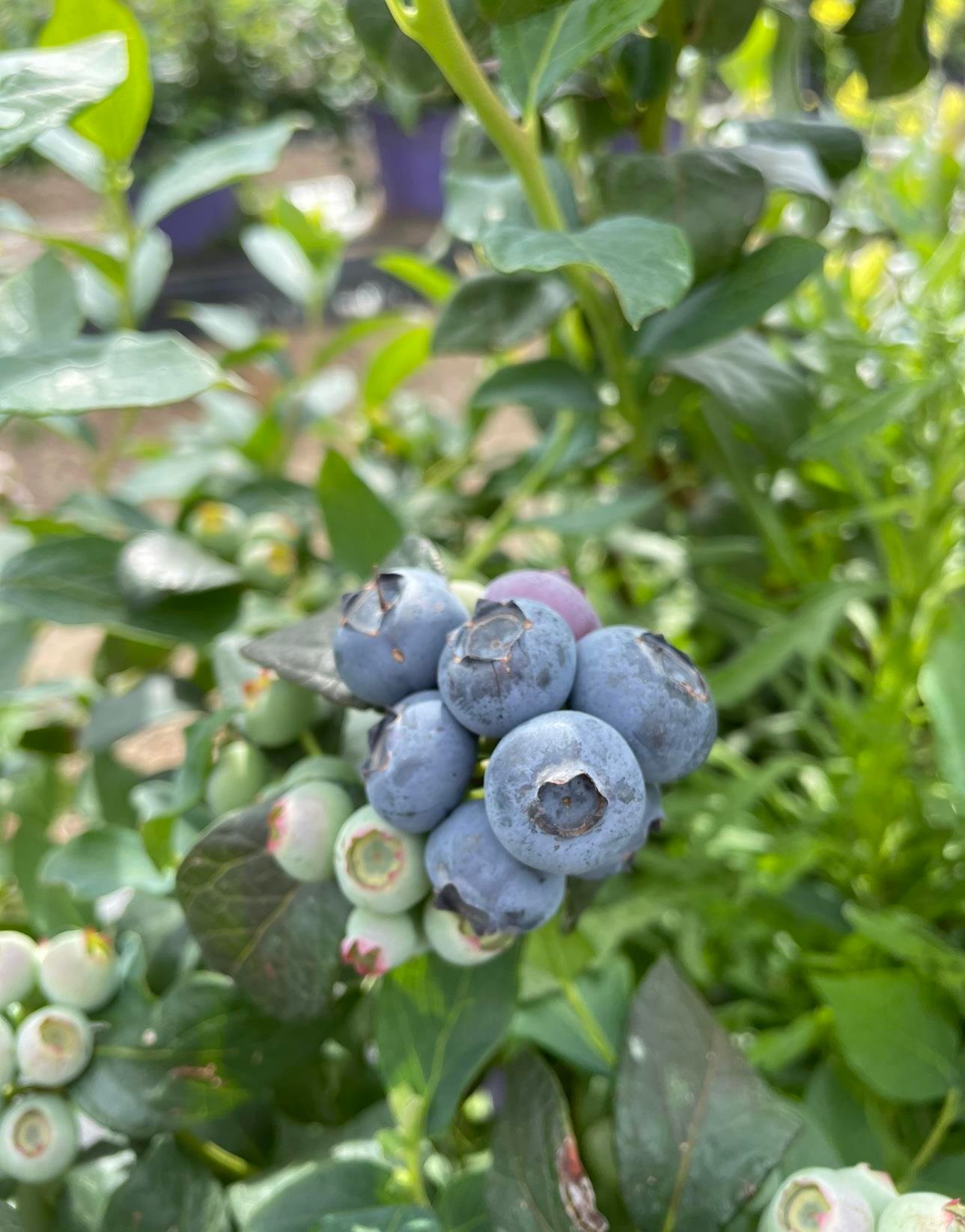 SAKSI MİX BLUEBERRY MİX 40 L