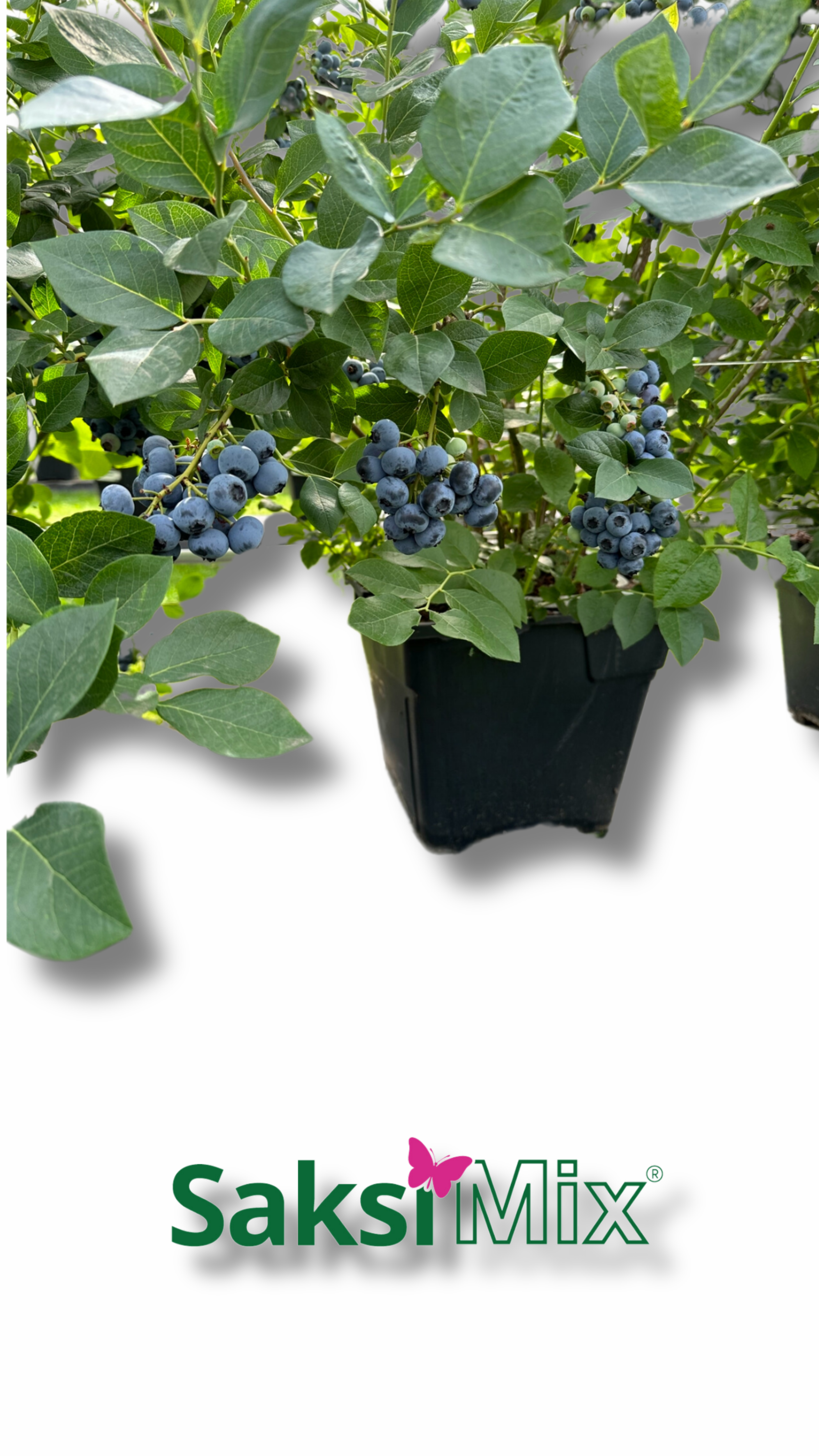 SAKSI MİX BLUEBERRY MİX 40 L